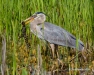 Great Blue Heron 46