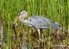 Great Blue Heron 47