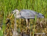 Great Blue Heron 48