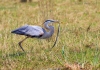 Great Blue Heron 53