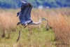 Great Blue Heron 55