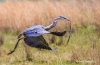Great Blue Heron 56