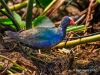 Purple Gallinule 01