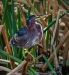 Green Heron 02