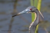 Tricoloured Heron 19