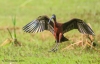 Glossy Ibis 02