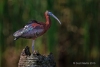 Glossy Ibis 04