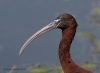 Glossy Ibis 05