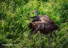 Limpkin 18