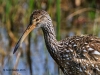 Limpkin 20