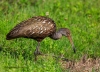 Limpkin 21