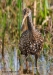 Limpkin 22