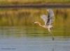 Reddish Egret 07
