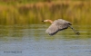 Reddish Egret 08