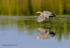 Reddish Egret 09