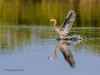 Reddish Egret 10