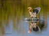 Reddish Egret 11