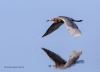 Reddish Egret 12