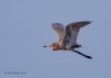 Reddish Egret 13