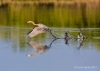 Reddish Egret 15