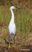 Snowy Egret 17