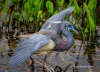 Tricolored Heron 18