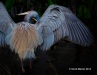 Tricolored Heron 17