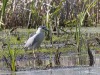 Black Crowned Night Heron 02