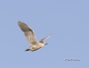 Black Crowned Night Heron 03