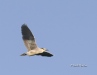 Black Crowned Night Heron 04