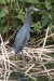 Little Blue Heron 02