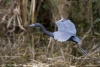 Little Blue Heron 03