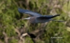 Little Blue Heron 04