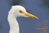 Cattle Egret 01