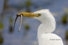 Cattle Egret 02