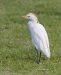 Cattle Egret 03