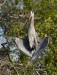 Great Blue Heron 03