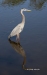 Great Blue Heron 04