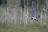 Great Blue Heron 05