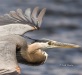 Great Blue Heron 07