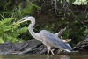 Great Blue Heron 08