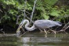 Great Blue Heron 09