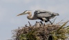 Great Blue Heron 14