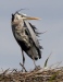 Great Blue Heron 16