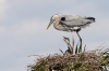 Great Blue Heron 17