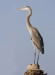 Great Blue Heron 18