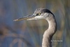 Great Blue Heron 20