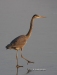 Great Blue Heron 26