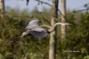 Great Blue Heron 31