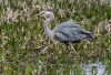 Great Blue Heron 32